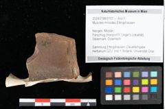 Foto (Objekt + Etikett) von Muscites mnioides Ettingshausen (NHMW-GEO-2024-0188-0107)